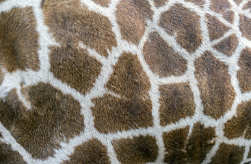 Closeup of giraffe feathers is colorful for use background and Texture.