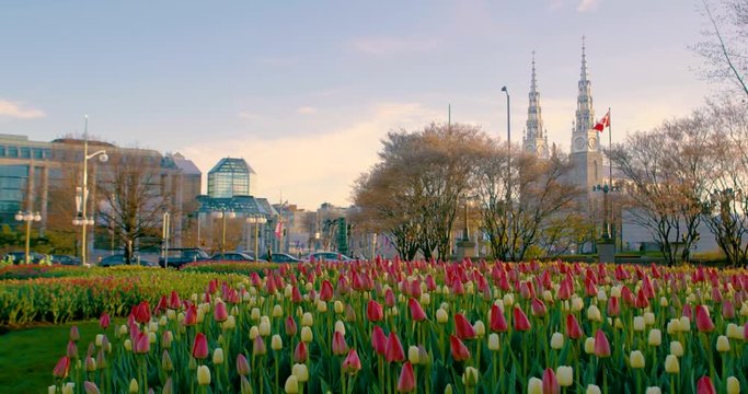 Pan of Ottawa Tulip Festival Garden with Cathedral and Waving Canadian Flag Background