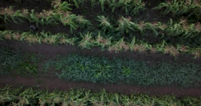 Aerial view of corn rows as camera moves from tractor to the tractor&rsquo;s path that it came down. Camera looking straight down.
