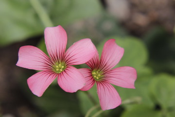 pink flowers