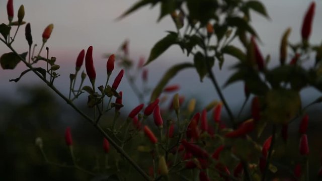 Handheld shot of a field of yellow and red tabasco peppers in Louisiana on a warm summer day after sunset at dusk.