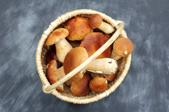  autumn harvest of delicate mushrooms/ white boletus in a wicker basket top view