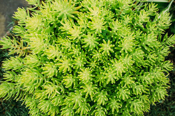 Green leave texture background - 171841230