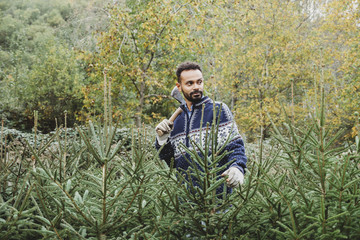 Man worker in a plantation checks Christmas tree to cut for sale