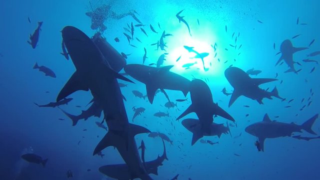 Low angle, sharks swim in open water