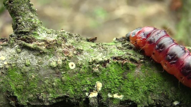 Goat moth Cossus cossus caterpillar, big red worm, eating bast