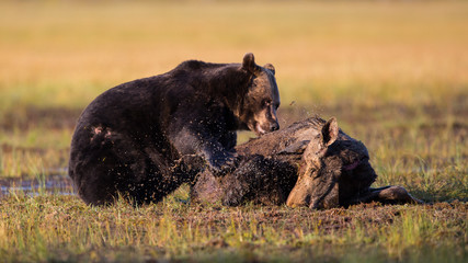 Bear eating Moose