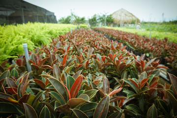 Beds of flower as traditional planting