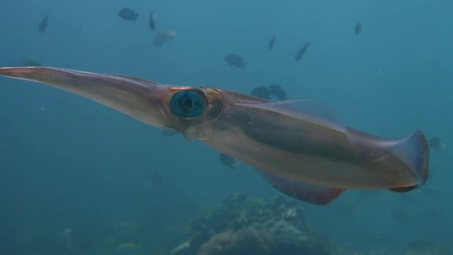 squid 2