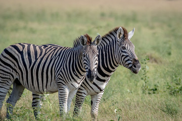 Obraz na płótnie Canvas Two Zebras starring at the camera.
