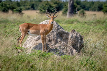 Impala ram standing on a Termite mount.