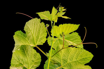 jeune pampre de vigne sur fond noir 