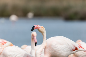 Fenicotteri in Camargue