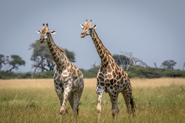 Two Giraffes walking in the grass.