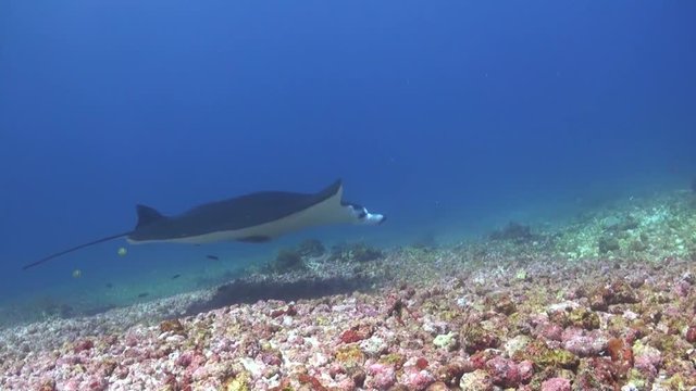 manta ray makassar 4