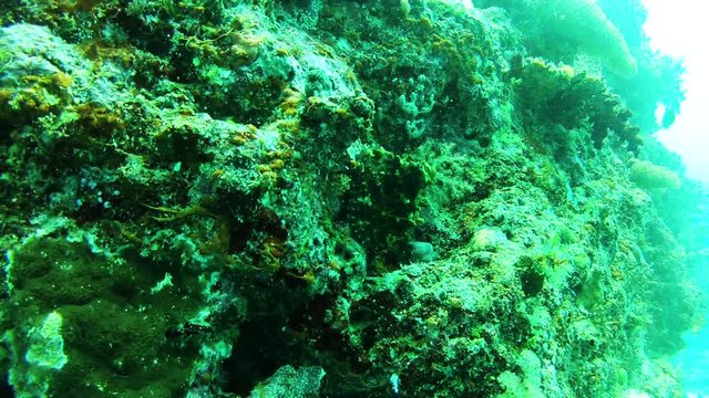 Camouflaged octopus in Fiji reef, POV