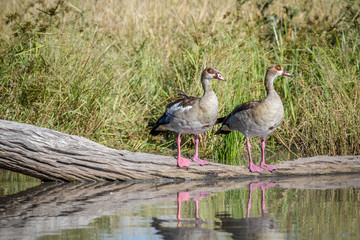Two Egyptian geese standing on a piece of wood.