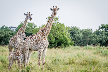 Two Giraffes starring at the camera.