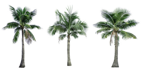 Set of coconut tree isolated on white background used for advertising decorative architecture....