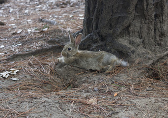 MARINA DI MASSA, ITALY - AUGUST 22 2015: light brown rabbit standing in a park through pine needles