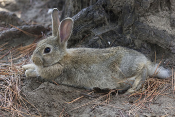 light brown rabbit standing in a park through pine needles