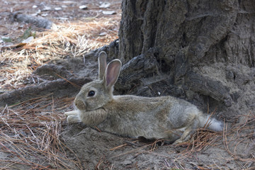 light brown rabbit standing in a park through pine needles