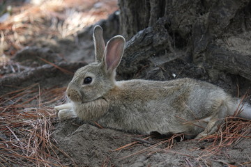 MARINA DI MASSA, ITALY - AUGUST 22 2015: light brown rabbit standing in a park through pine needles in the shadow