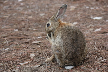Rabbit eating an acorn through pine needles