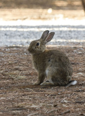 light brown rabbit standing in a park through pine needles