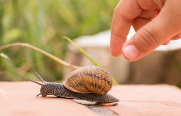 Caracol