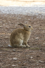 Fototapeta premium light brown rabbit standing in a park through pine needles