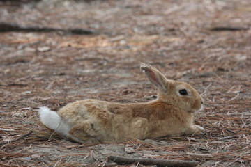 light brown rabbit standing in a park through pine needles