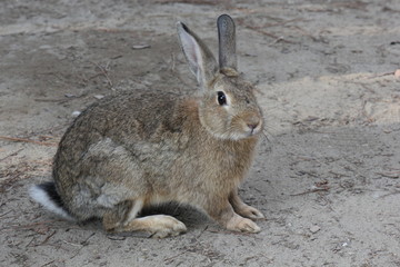MARINA DI MASSA, ITALY - AUGUST 22 2015: light brown rabbit standing in a park