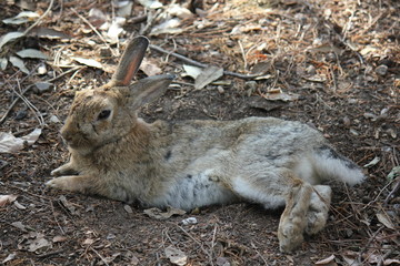 Rabbit lying on the floor through pine needles and leaves
