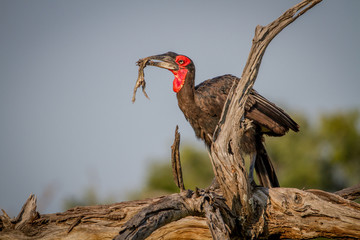 Southern ground hornbill with a frog kill.