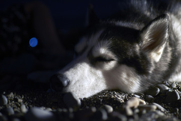husky dog sleep