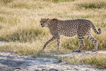 Cheetah walking in the grass in Chobe.