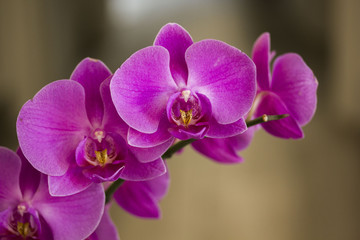 Close up of an isolated pink orchid plant