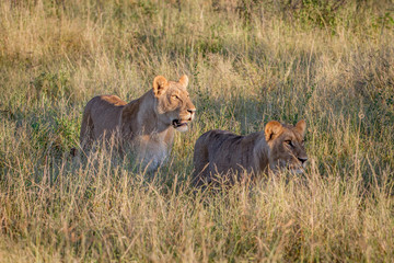 Two Lions walking in the high grass.