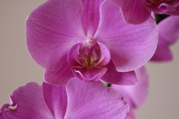 Fototapeta na wymiar LASTRA A SIGNA, ITALY - SEPTEMBER 2 2015: Close up of a pink orchid flower