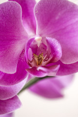 Close up of a pink orchid flower