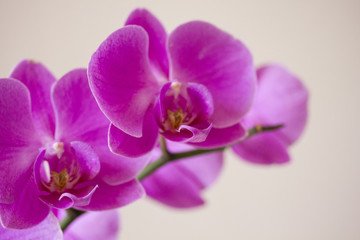 Obraz na płótnie Canvas Close up of an orchid flower