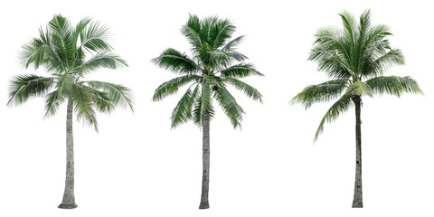 Set of coconut tree isolated on white background used for advertising decorative architecture. Summer and beach concept © Artinun