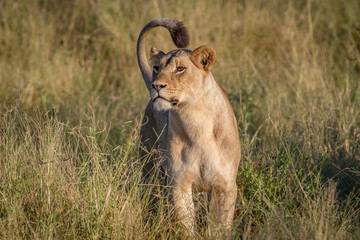 Lion standing in the grass in Chobe.