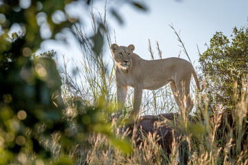 Lioness standing on a rock in Chobe.