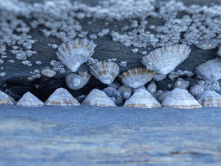 Limpet and sea snails on the rock fresh seafood