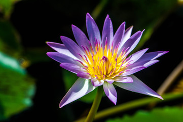 purple lotus flower 