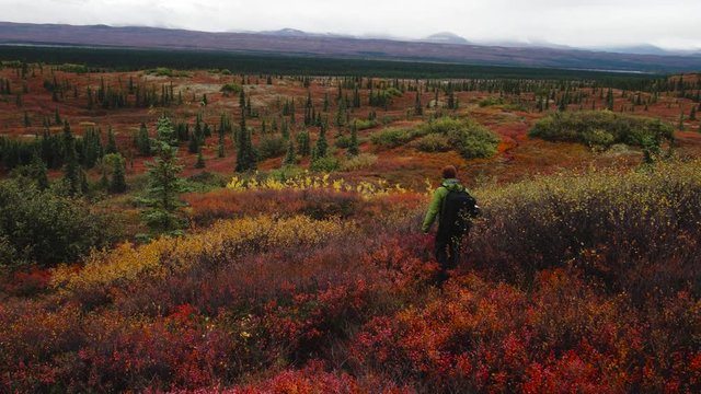 Photographer hikes into the tundra wilderness in Denali National Park, Alaska