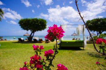Flower on the beach at Mauritius