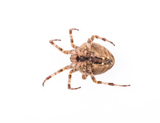 European garden spider, Araneus diadematus,white isolated background, top view